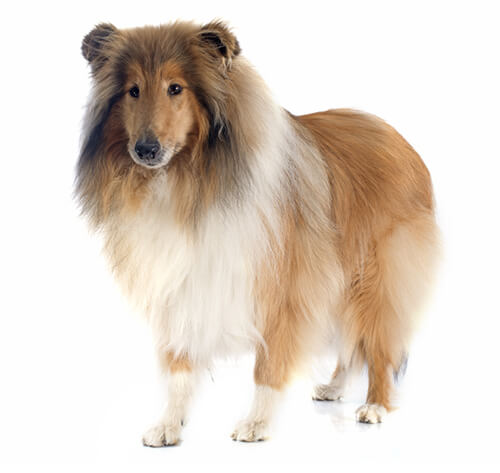 Fashion rough collie information